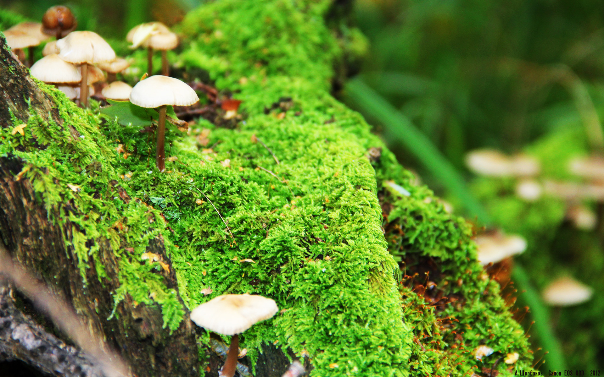 凯尔特人强调板凳深度替补贡献显著，凯尔特人2022