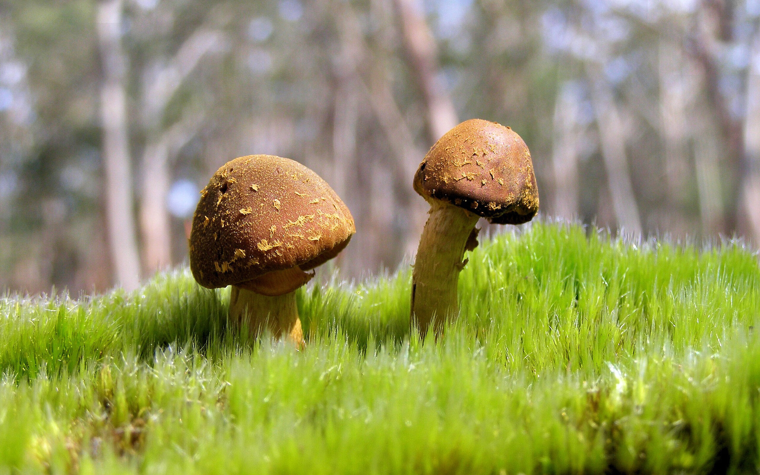 开云体育官方网站-国际田径赛事落地中国城市带动区域发展，国际田径比赛项目